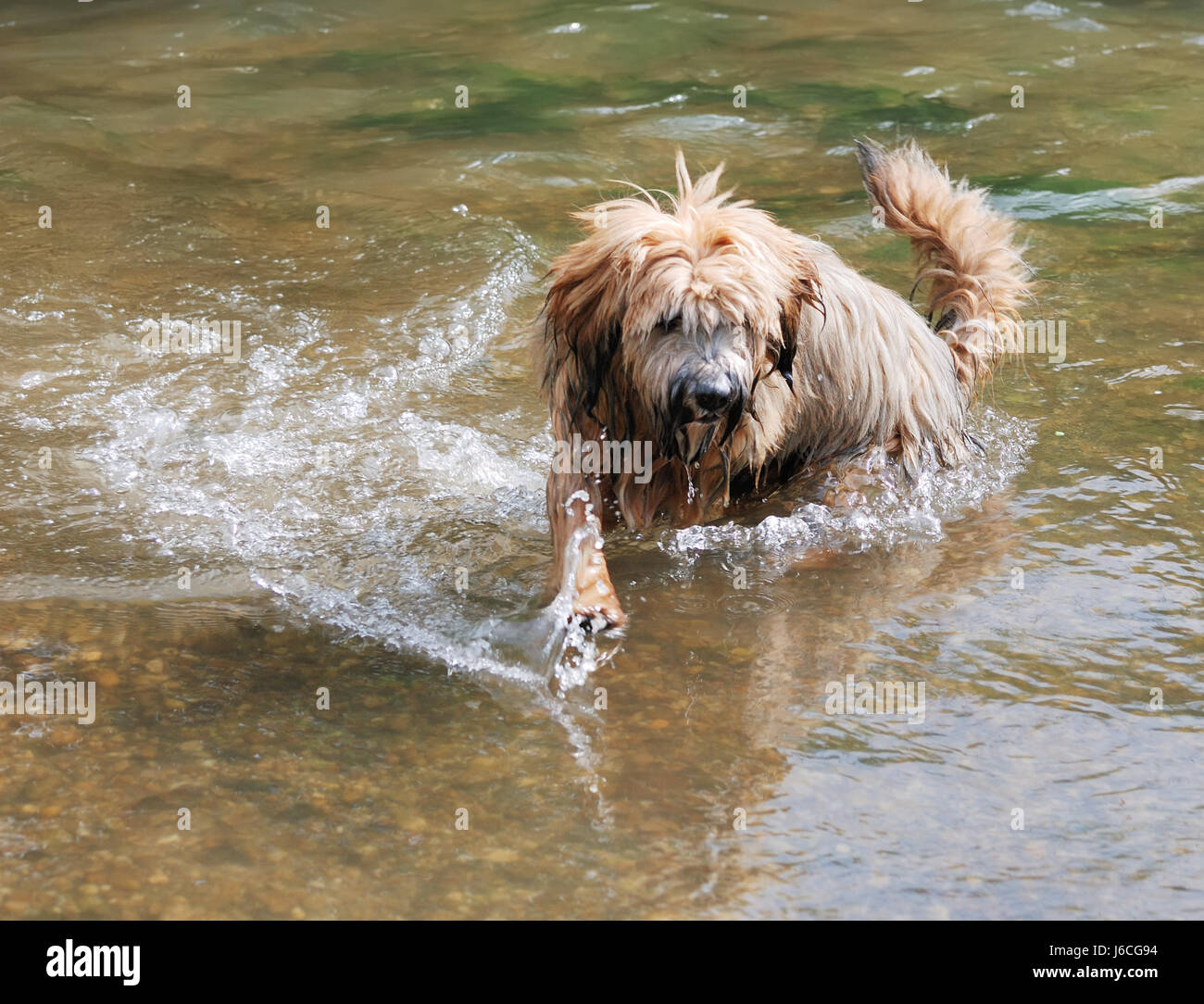 Cane cucciolo terrier giovane più giovane amico animale acqua cane cucciolo bagnato divertente Foto Stock