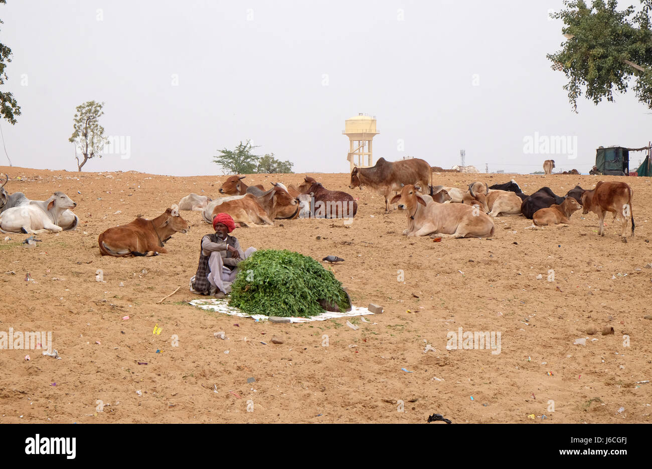 L'uomo vendita di gambi di erba per i passanti indù per loro al mangime per le mucche che sono venerati dalla loro religione in Pushkar Foto Stock