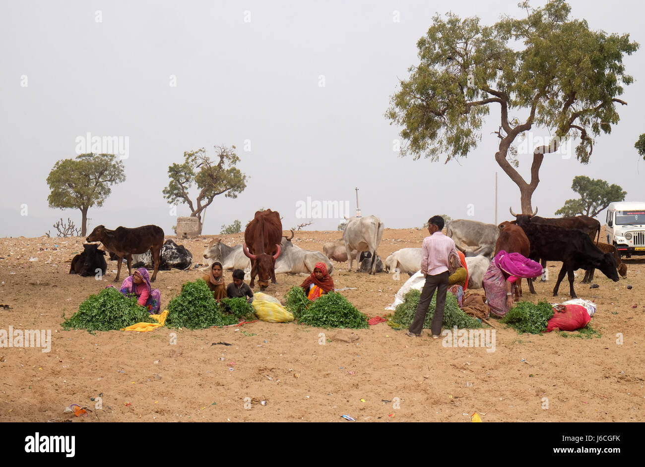 Le donne di vendita gambi di erba per i passanti indù per loro al mangime per le mucche che sono venerati dalla loro religione in Pushkar Foto Stock