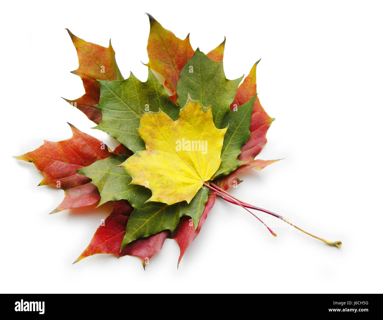 Foglia ambiente ambiente verde isolato botanica autunnale ottobre perfetto Foto Stock