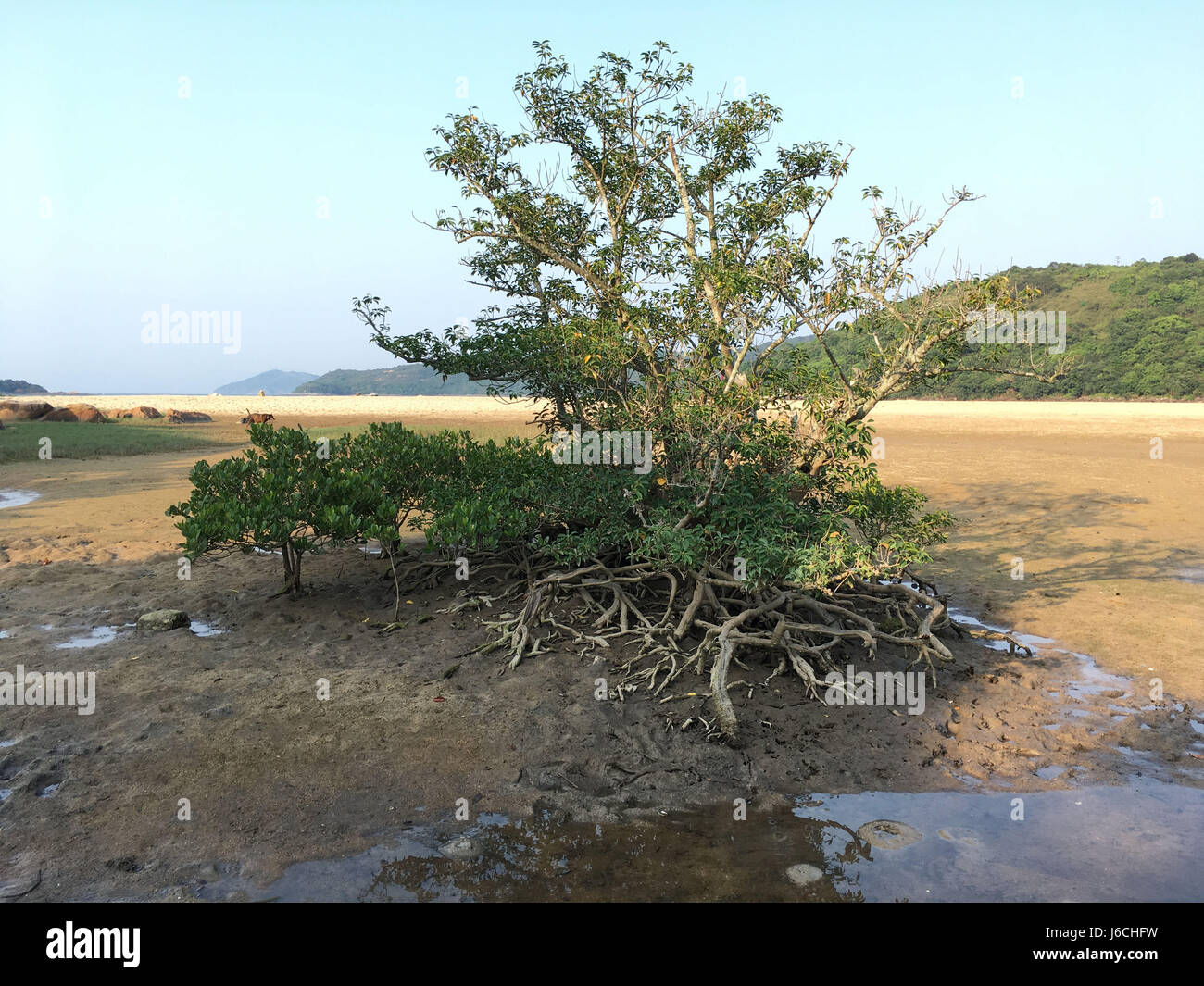 Mangrove nel lato selvaggio di hong kong Foto Stock