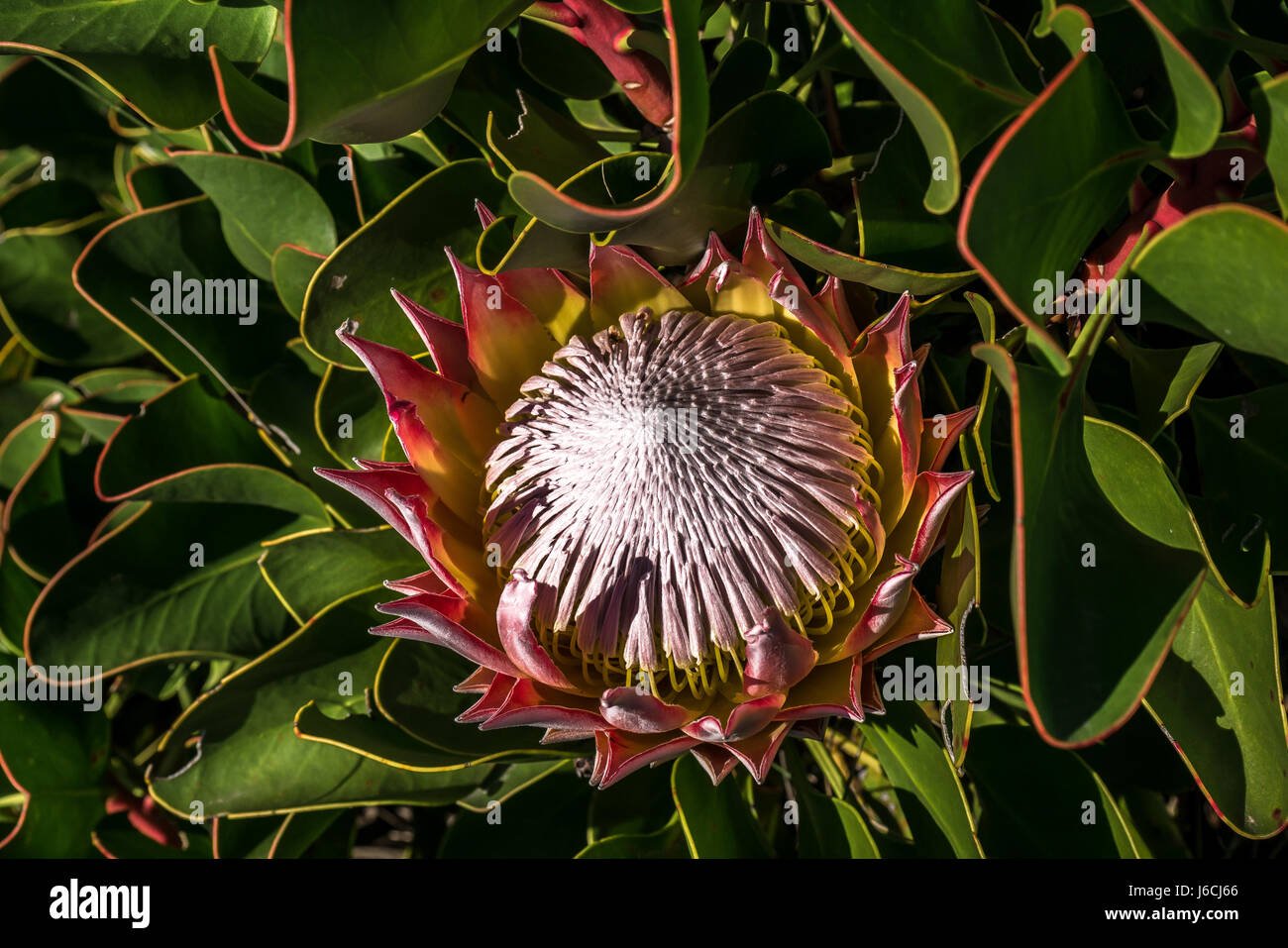 Primo piano del fiore nazionale del Sud Africa, Protea gigante, Protea repens, on Table Mountain, Città del Capo Foto Stock