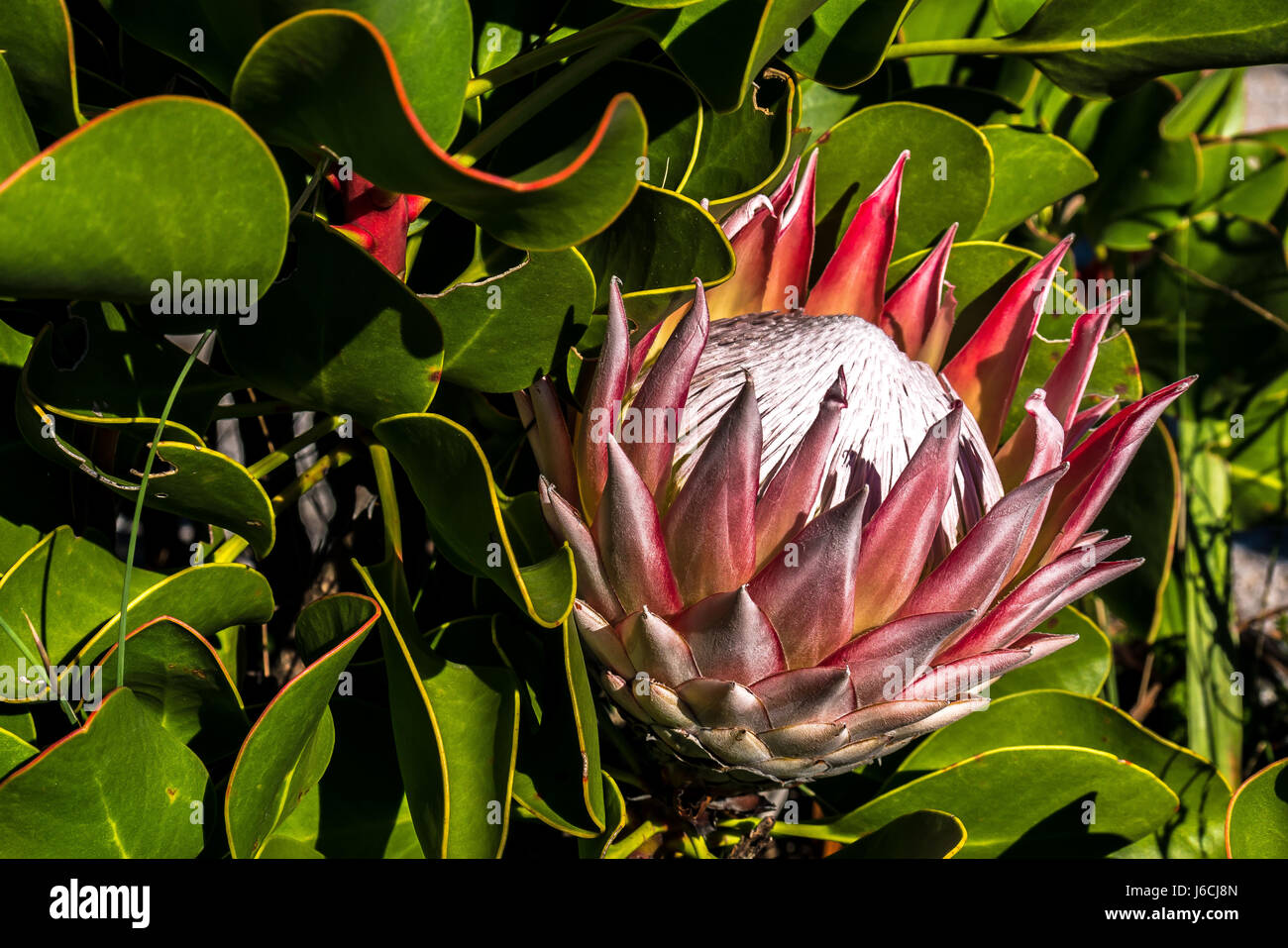 Primo piano del fiore nazionale del Sud Africa, Protea gigante, Protea repens, on Table Mountain, Città del Capo Foto Stock