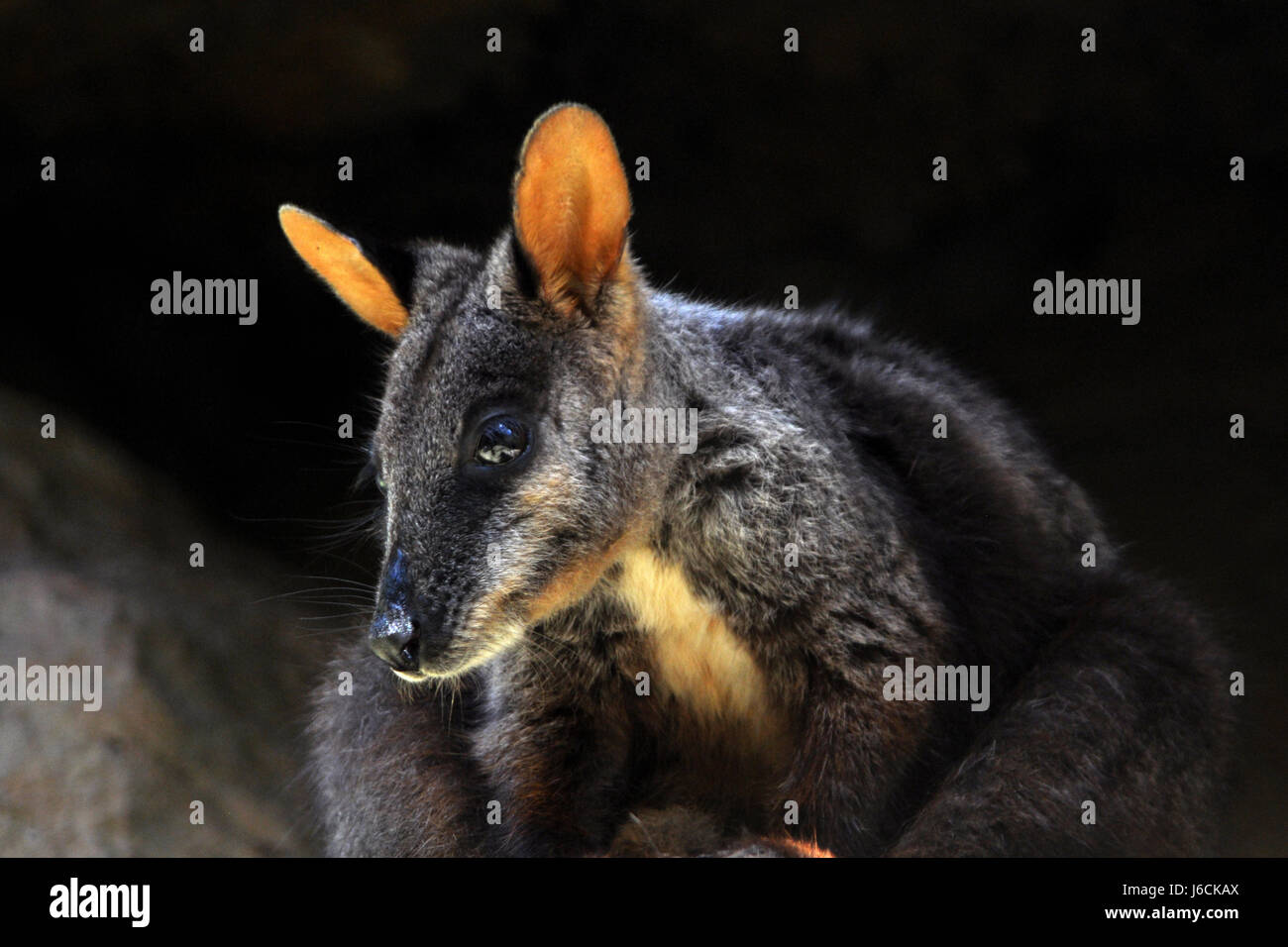 La pelle di canguro australia wallaby shine brilla luminosa luce della Lucent Technologies sereno Foto Stock