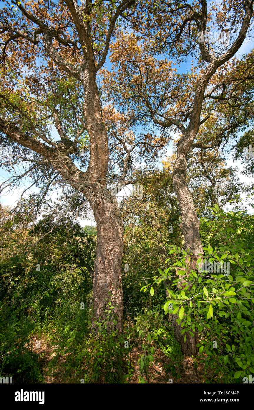 Le querce da sughero (Quercus suber), Acquafredda Riserva Naturale, Roma, lazio, Italy Foto Stock