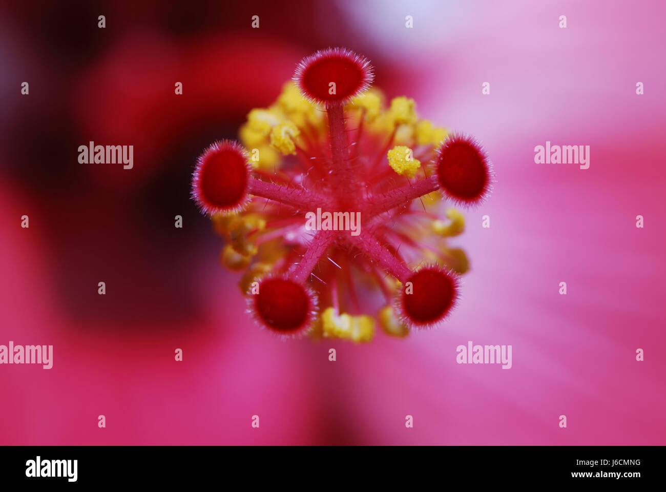 Piante e fiori bloom blossom fiorire fiorente di polline di fiori di ibisco Foto Stock