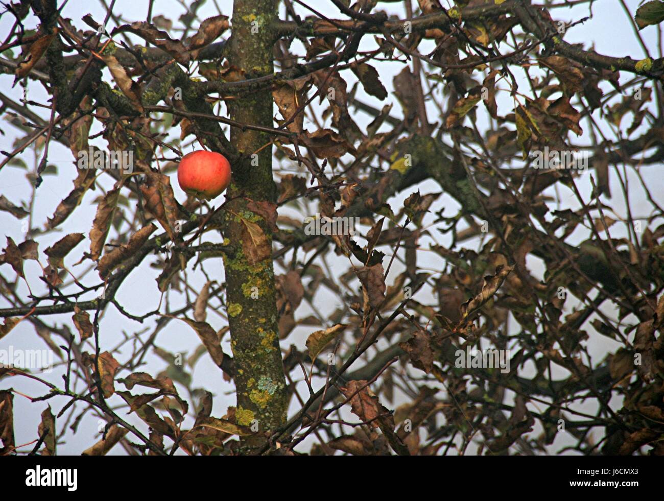 Melo,mele,apple,dimenticare,raccolte,rosso sgargiante,ultimo,ignorare,harvest Foto Stock