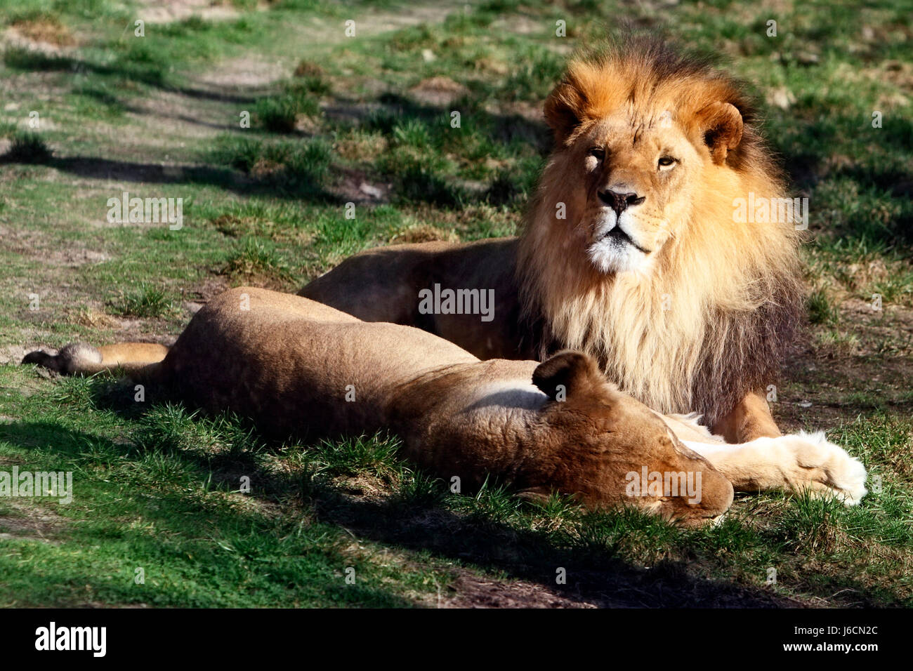 Animali Gli animali selvatici lion cat gatto grande predatore felino wildlife leonessa amore in Foto Stock