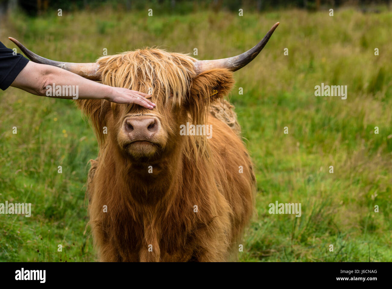 Accarezzare un simpatico vacca. highland bovini, Highlands, Scotland, Regno Unito Foto Stock