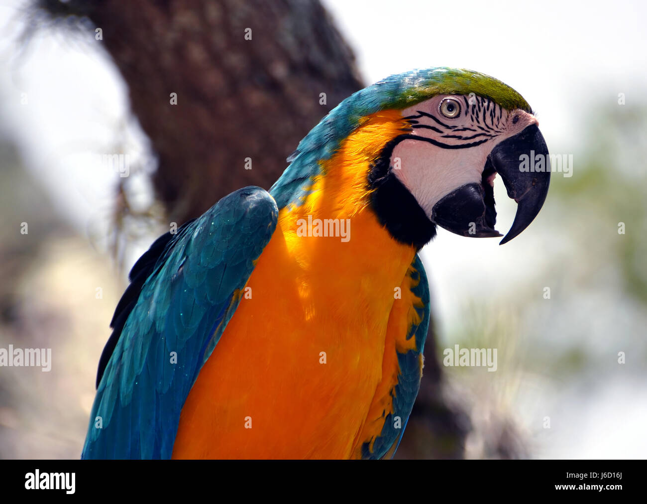 Animali esotici uccelli selvatici tropicale pappagallo colorato natura animali esotici uccelli Foto Stock