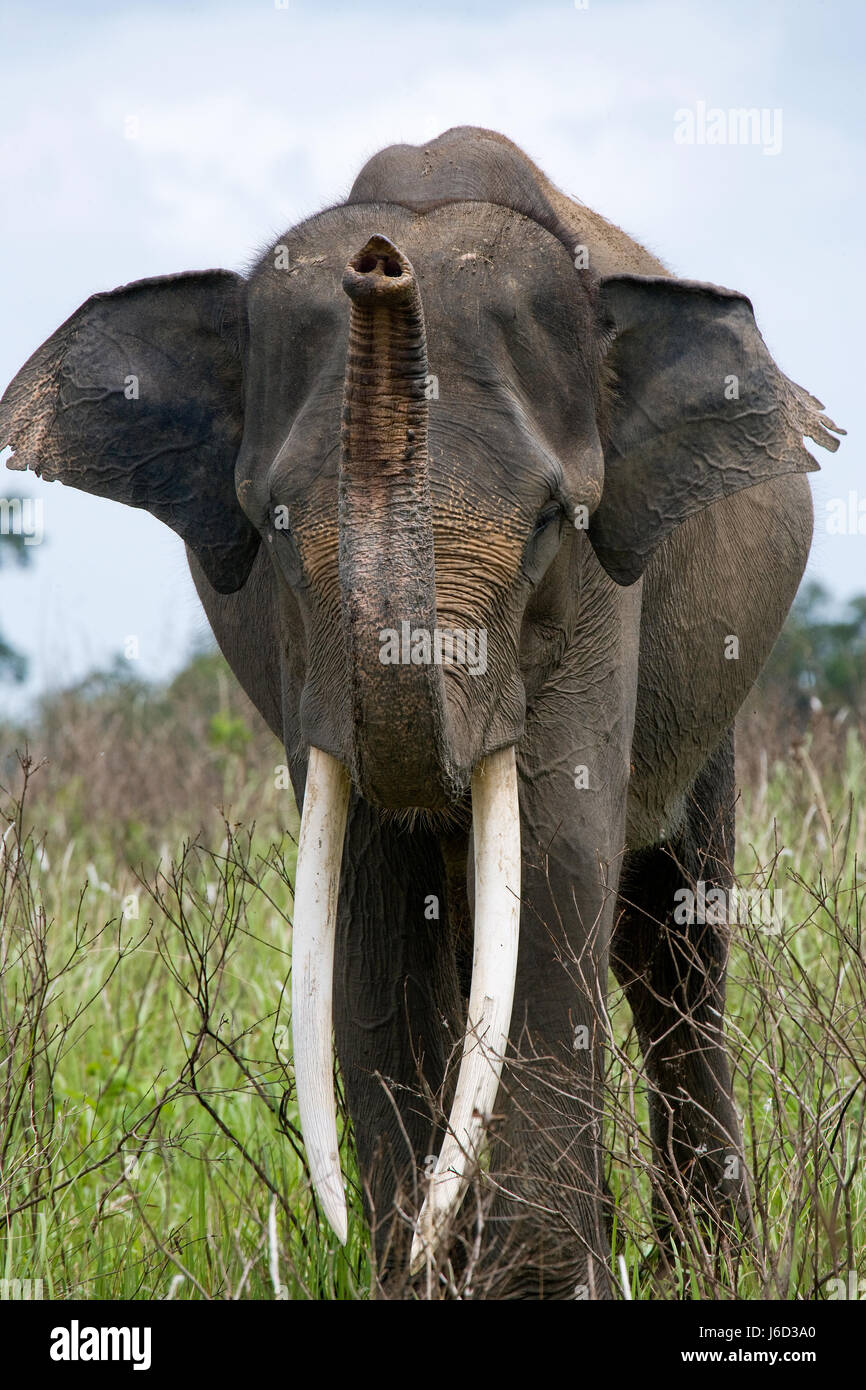 Ritratto di un elefante Asiatico. Indonesia. Sumatra. Modo Kambas Parco Nazionale. Un eccellente illustrazione. Foto Stock