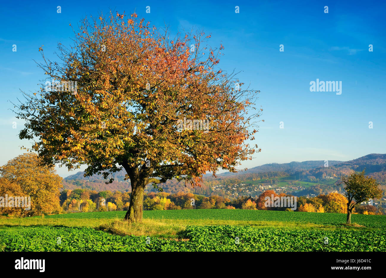Albero Autunno colori atmosfera autunnale ciliegio autunno autunno autunno ad albero Foto Stock