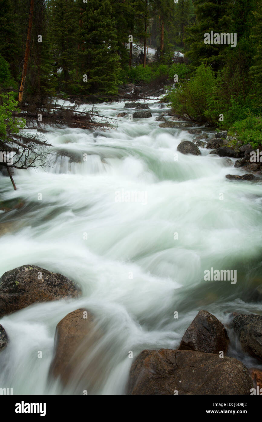 Crazy Creek, Shoshone National Forest, Beartooth Highway Scenic Byway, Wyoming Foto Stock