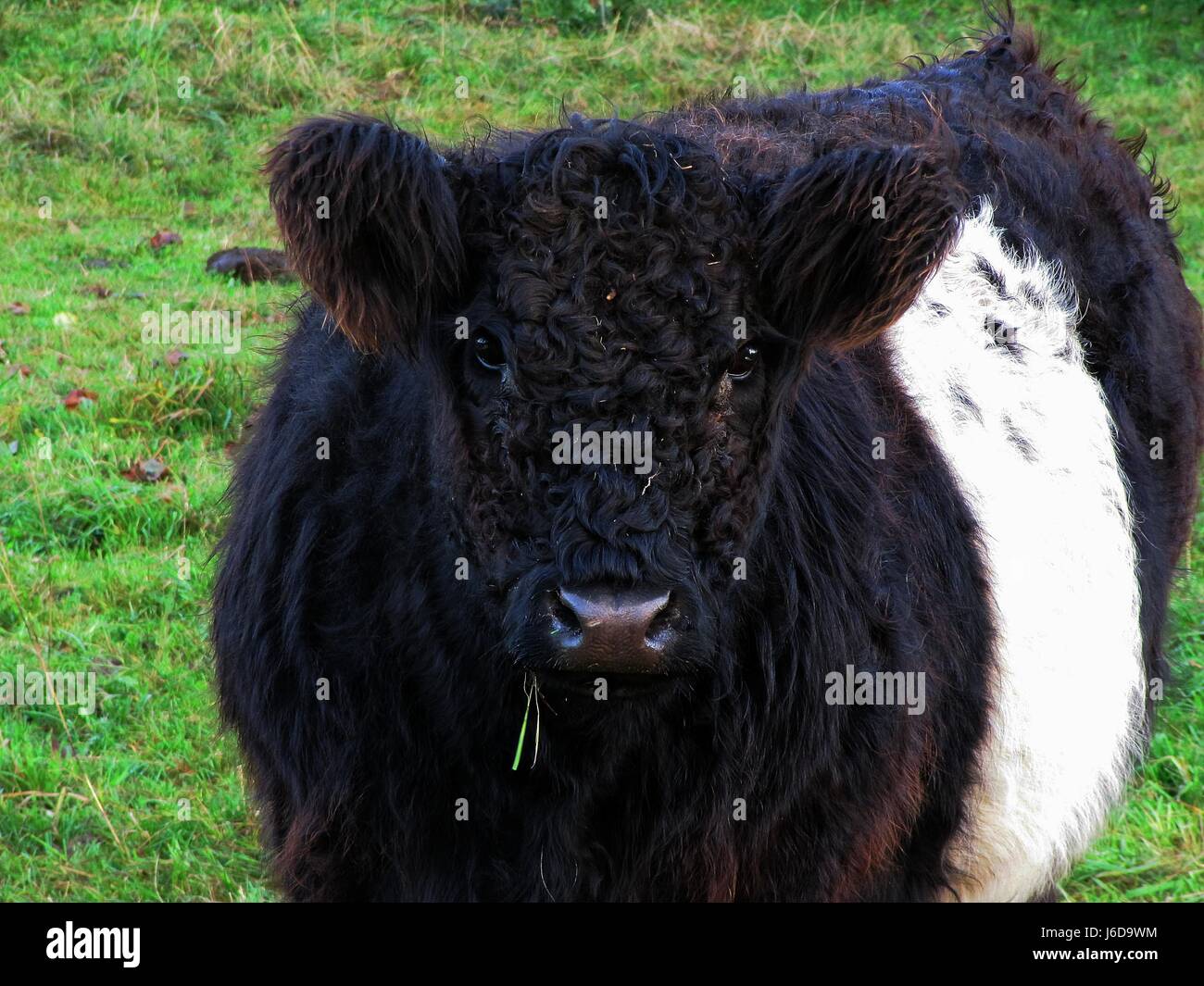 Mammifero nero jetblack swarthy deep black cow farm bovina animale ruminante Foto Stock