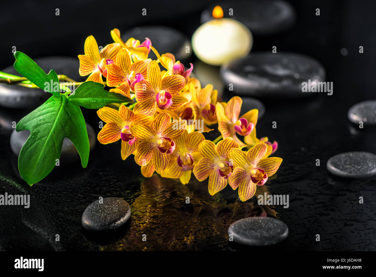 Spa ancora in vita di blooming twig arancio fiori di orchidea, verde foglia con gocce d'acqua, una candela e zen pietre di basalto, close up Foto Stock