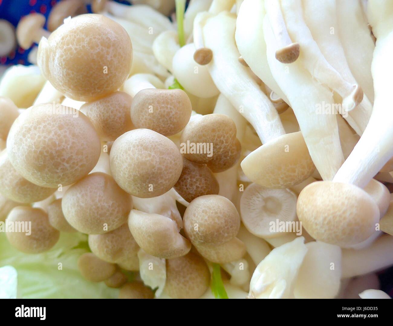 Funghi closeup sulla piastra al ristorante Foto Stock