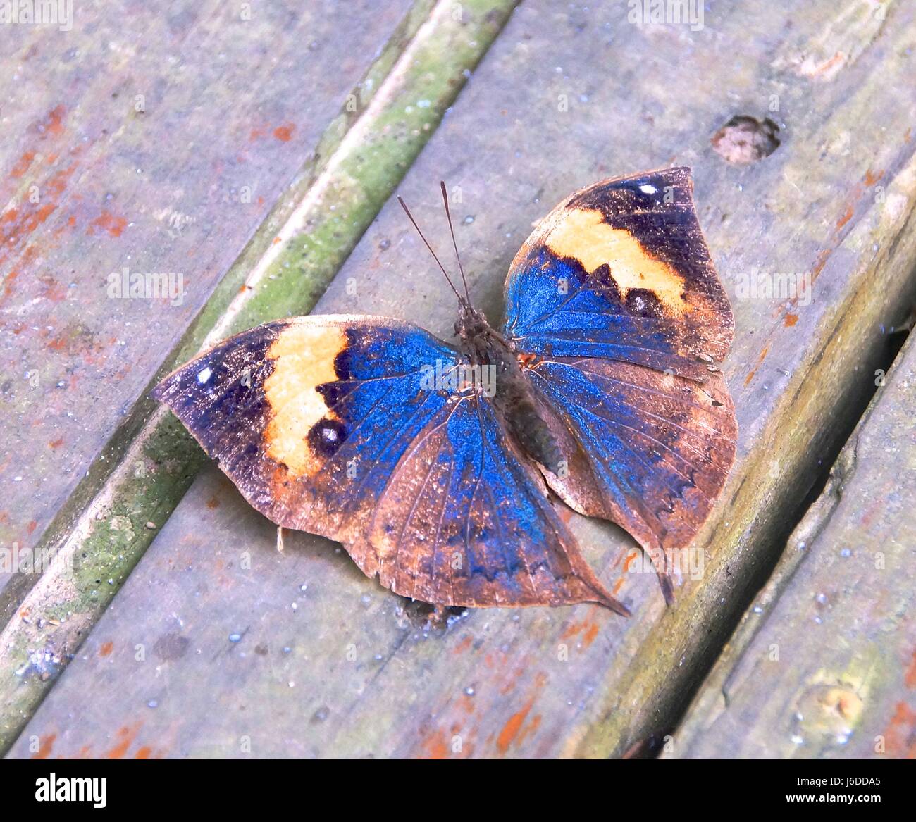 Butterfly closeup in giardino Foto Stock