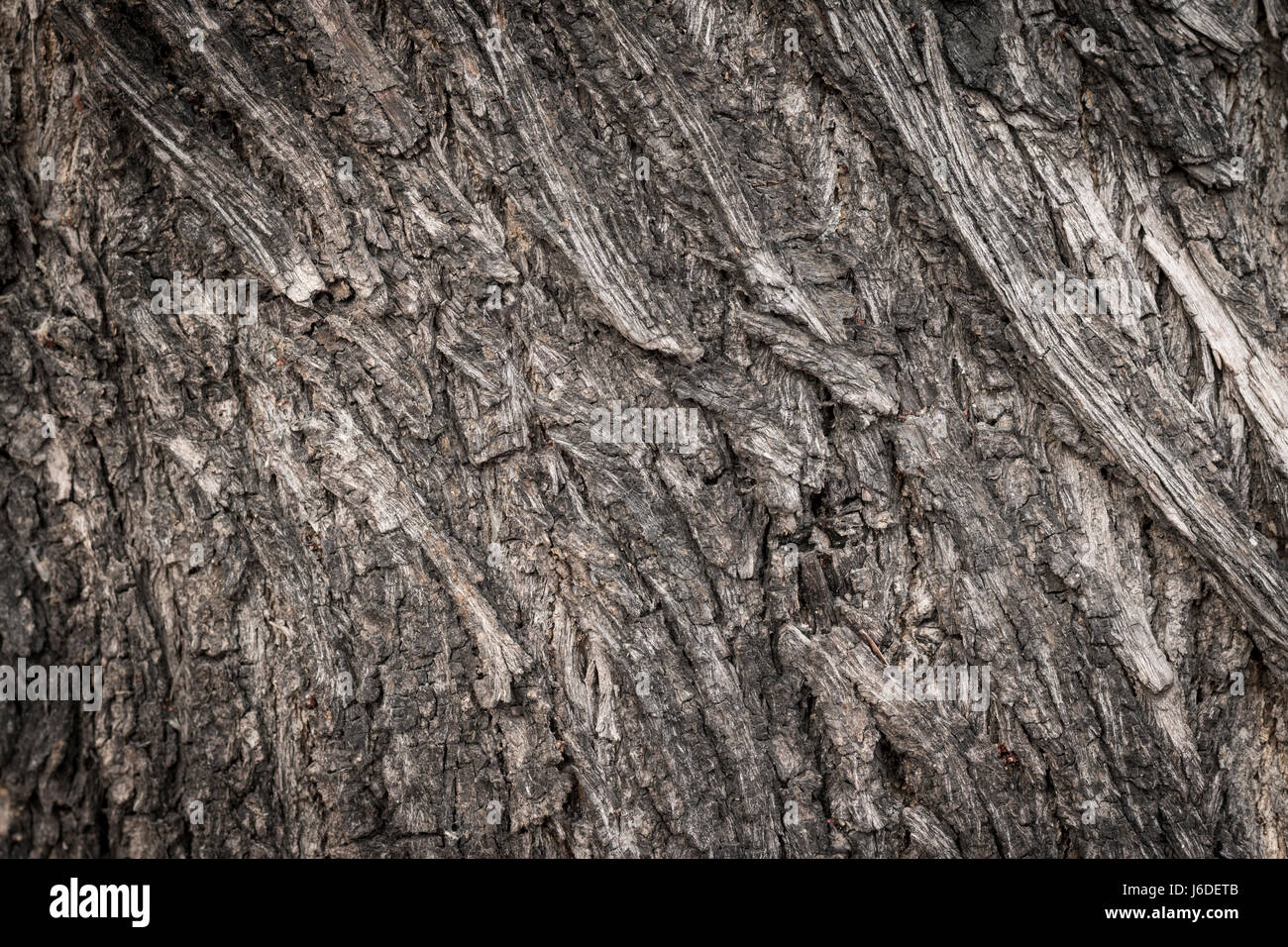 Corteccia di legno texture Foto Stock