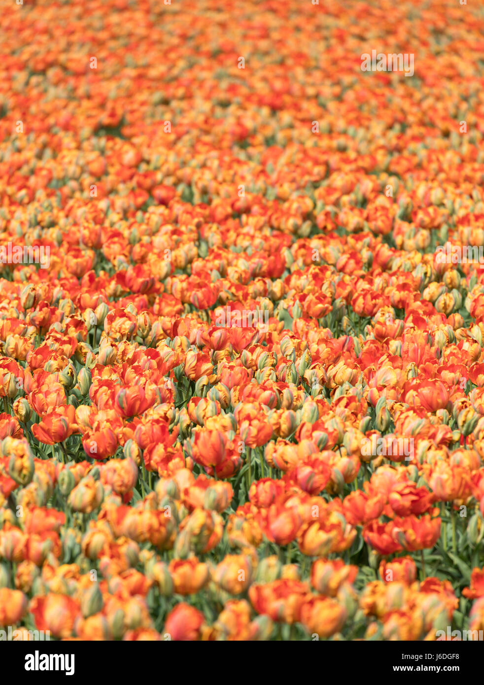 I tulipani in campi Lisse, Paesi Bassi Foto Stock