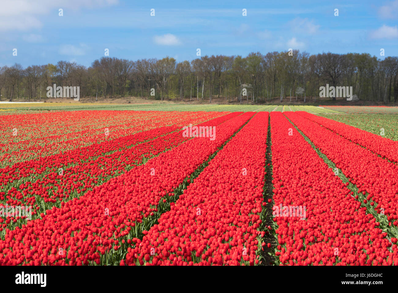 I tulipani in campi Lisse, Paesi Bassi Foto Stock
