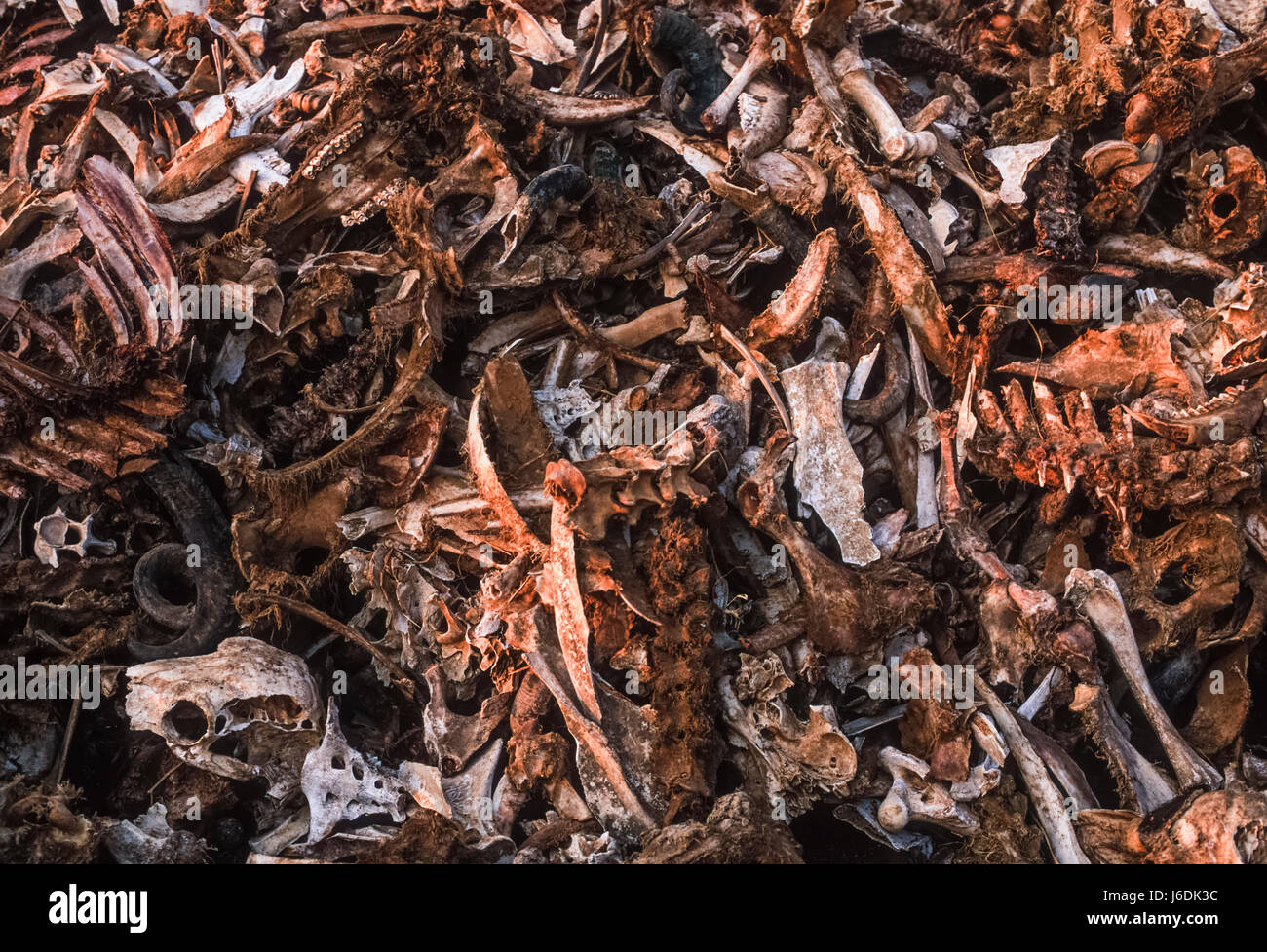 Pila di ossa di animali dalla fabbrica di fertilizzanti, Bharatpur Rajasthan, India Foto Stock