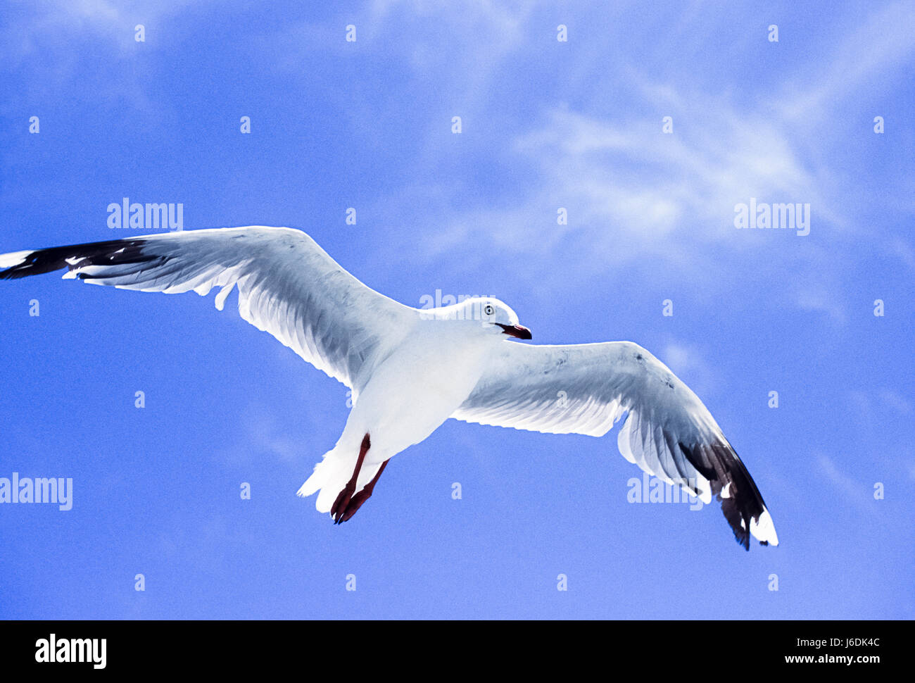 Gabbiano argento, Chroicocephalus novaehollandiae, Byron Bay, Australia Foto Stock