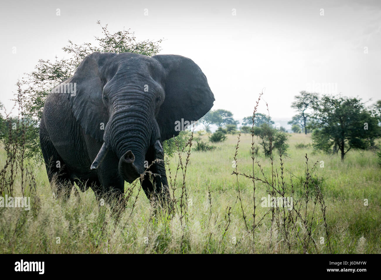50 anno old bull elephant maleodoranti per pericolo nel Parco Nazionale di Kruger, Sud Africa Foto Stock