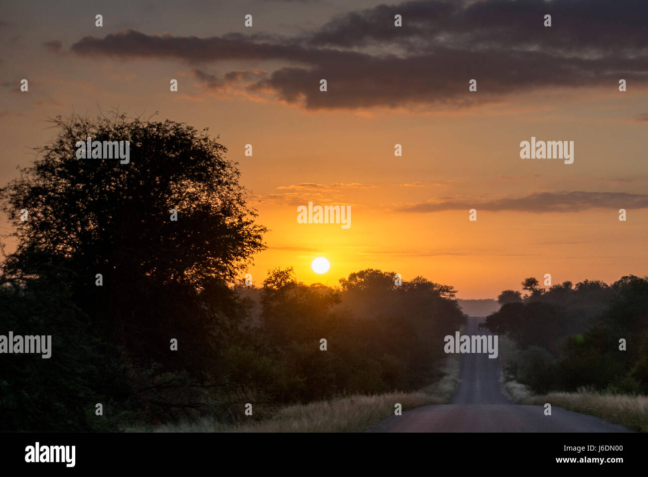 Alba africana oltre egli savannah nel Parco Nazionale di Kruger, Sud Africa Foto Stock