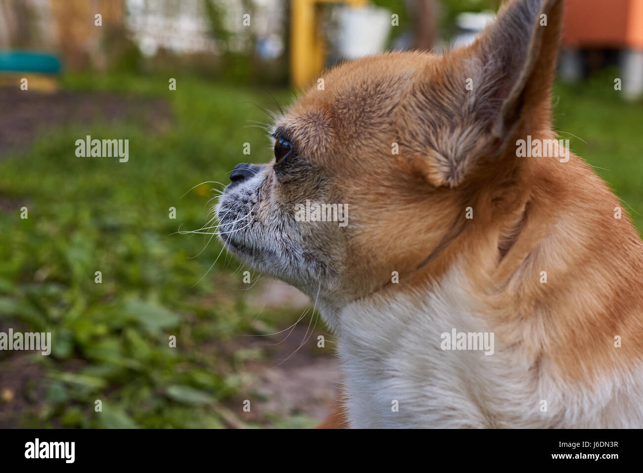 Profilo del cane su uno sfondo sfocato. Un cane di razza Chihuahua. Liscia con capelli, rosso. Egli guarda a sinistra. È possibile vedere la testa, le orecchie, gli occhi Foto Stock