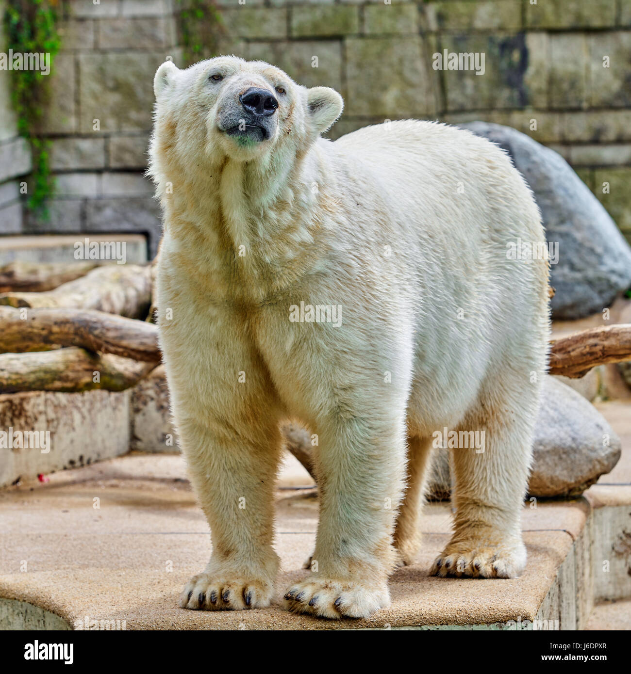 Bianco orso polare allo zoo Foto Stock