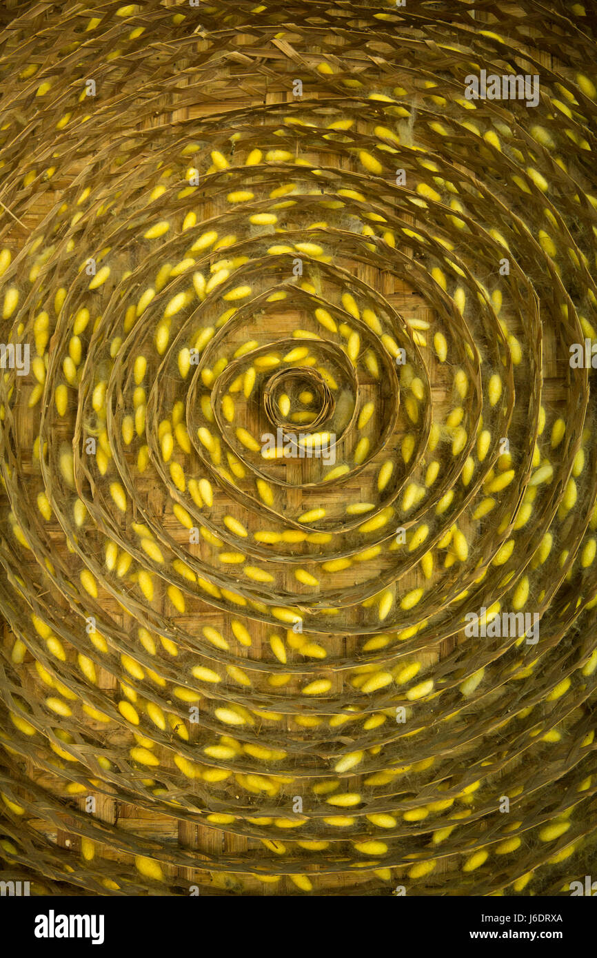 Allevamento del baco da seta in una fabbrica di seta. Rajshahi, Bangladesh Foto Stock