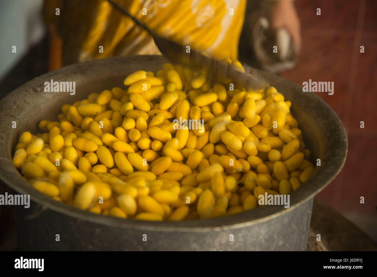 Bollire bozzoli di bachi da seta in una pentola in una fabbrica di seta. Rajshahi, Bangladesh Foto Stock