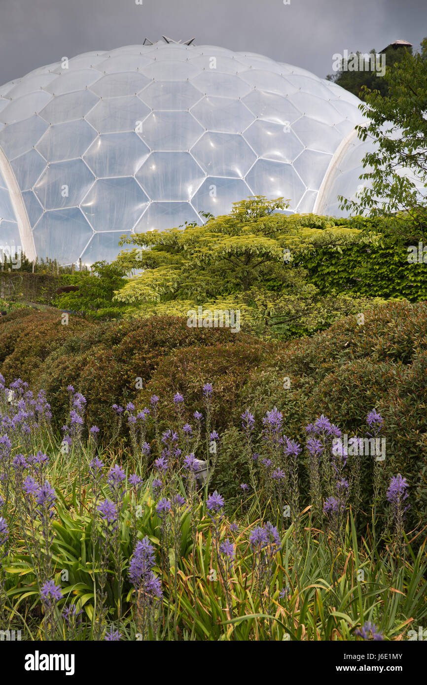 Regno Unito, Cornwall, St Austell, Bodelva, Eden Project, floreali piantare circa Biome Foto Stock