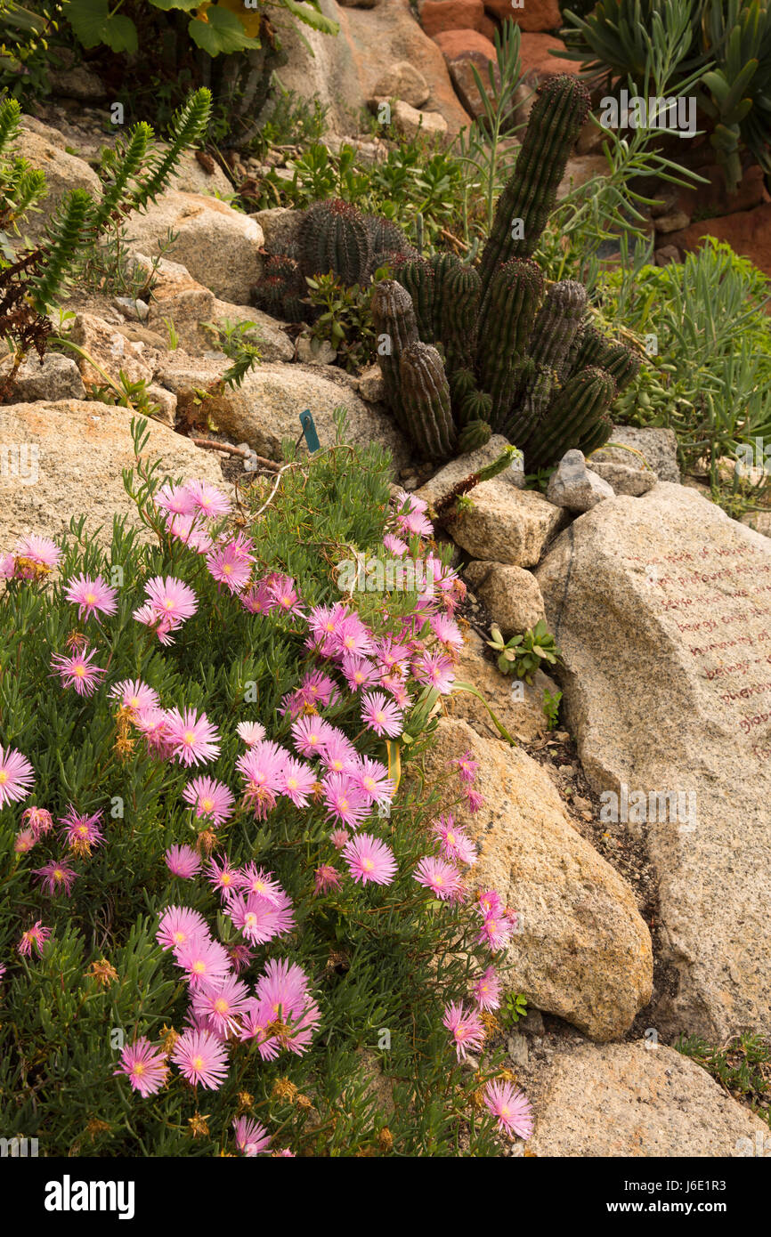 Regno Unito, Cornwall, St Austell, Bodelva, Eden Project, Mediterraneo Biome, secco zona piantando floreali e cactus, Aster alpinus pianta - lieto fine rosa Foto Stock
