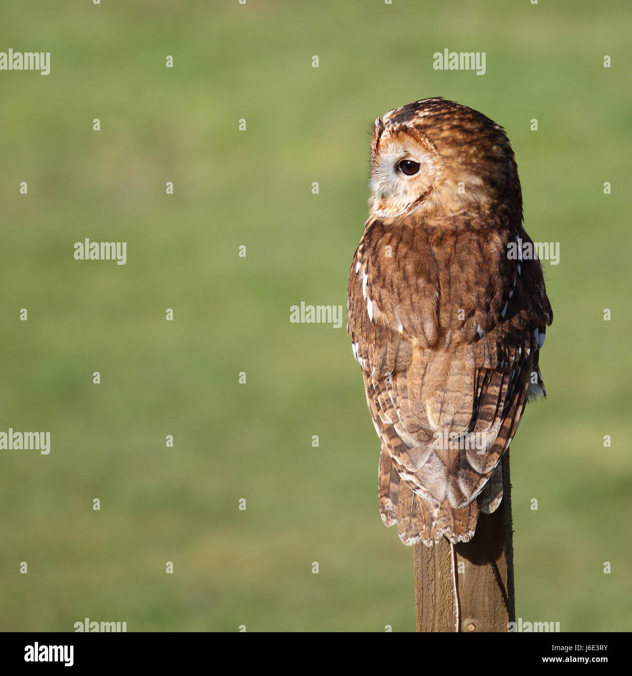 Allocco, noto anche come Brown Owl, appollaiato su un palo di legno che guarda verso la telecamera Foto Stock