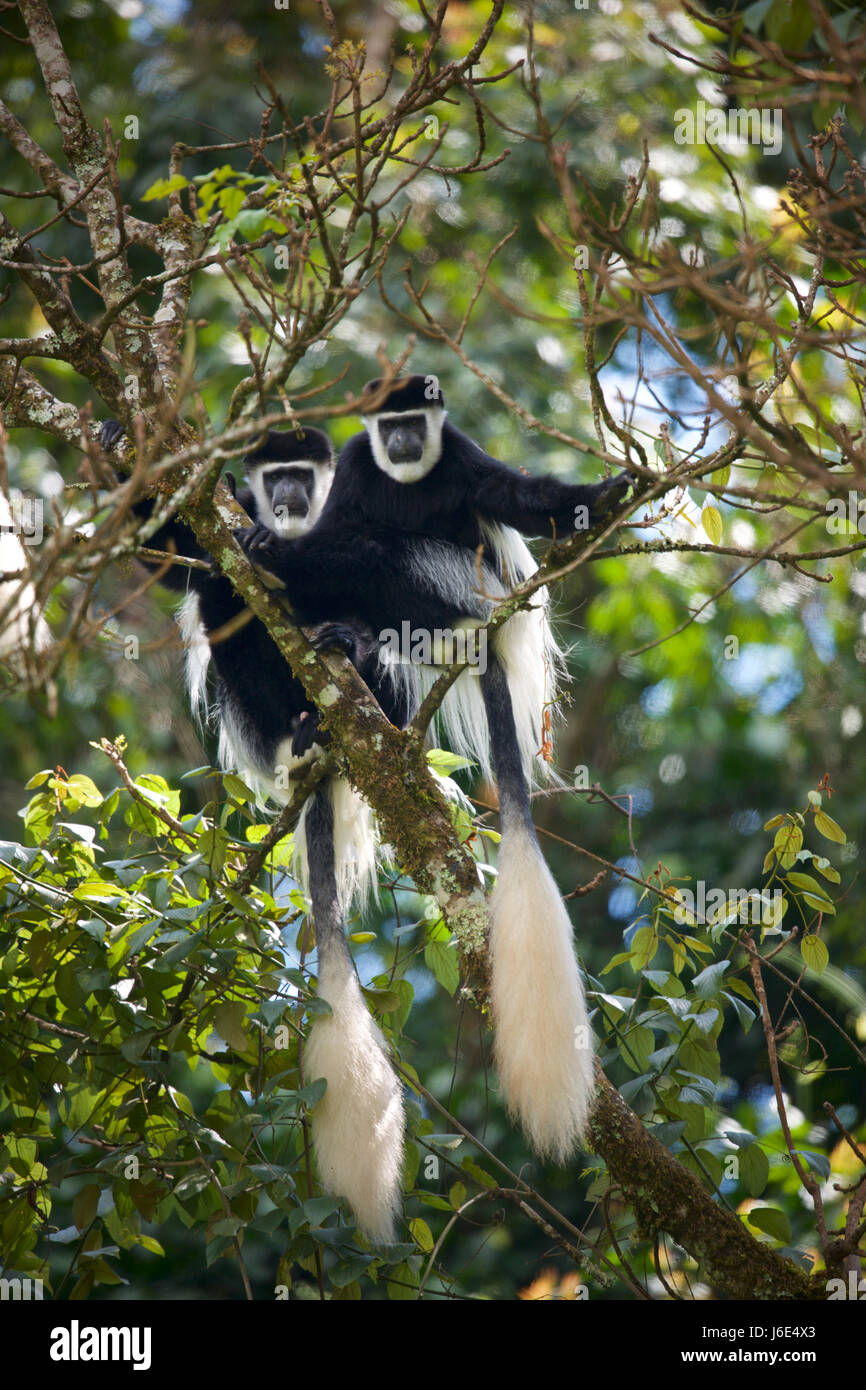 Montagne Djaffa guereza o Neumann è nero-e-White Colobus, Colobus guereza gallarum sottospecie di Mantled (guereza Colobus guereza), (aka: EAS Foto Stock