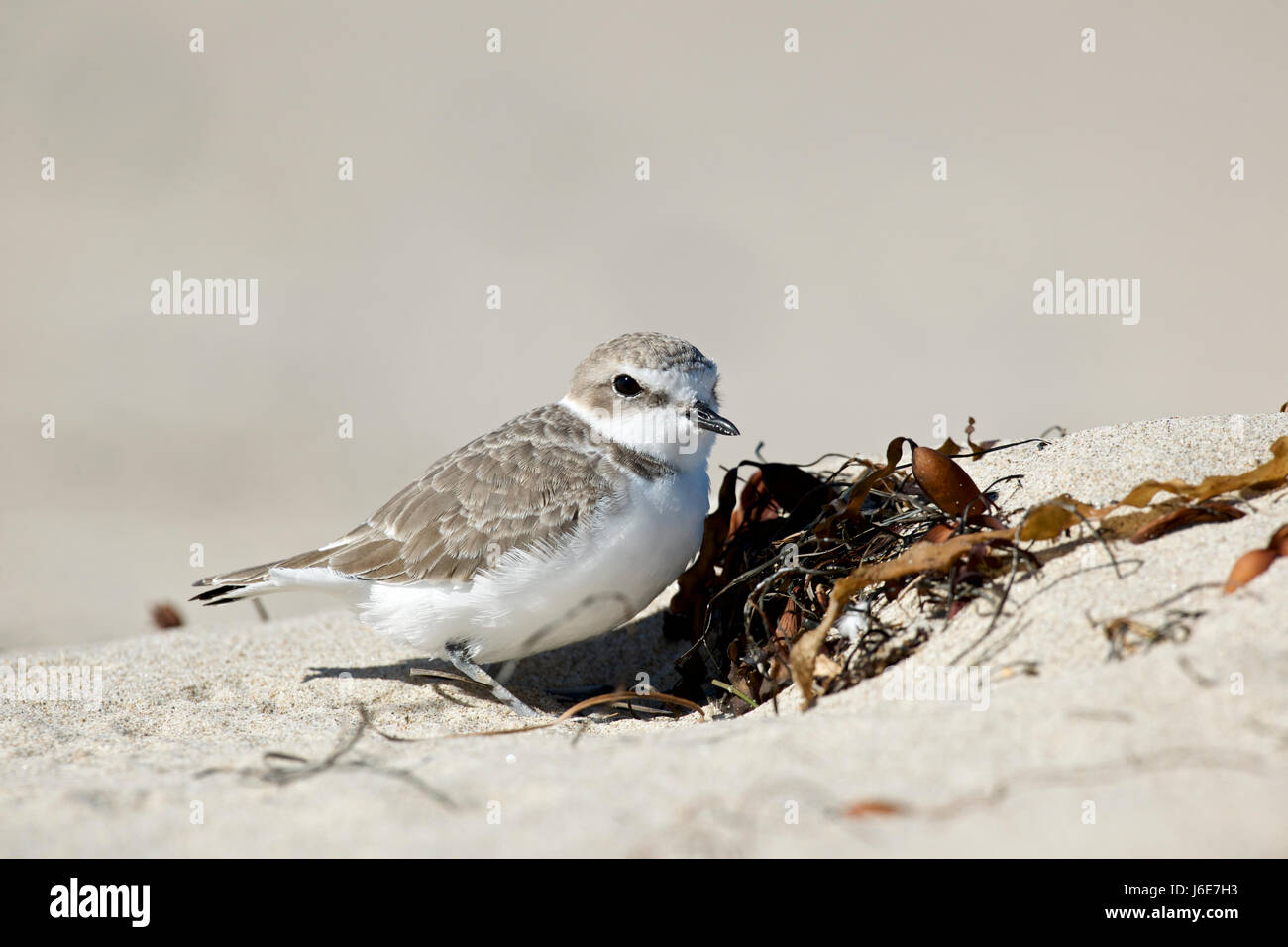 Snowy plover (Charadrius nivosus) Foto Stock