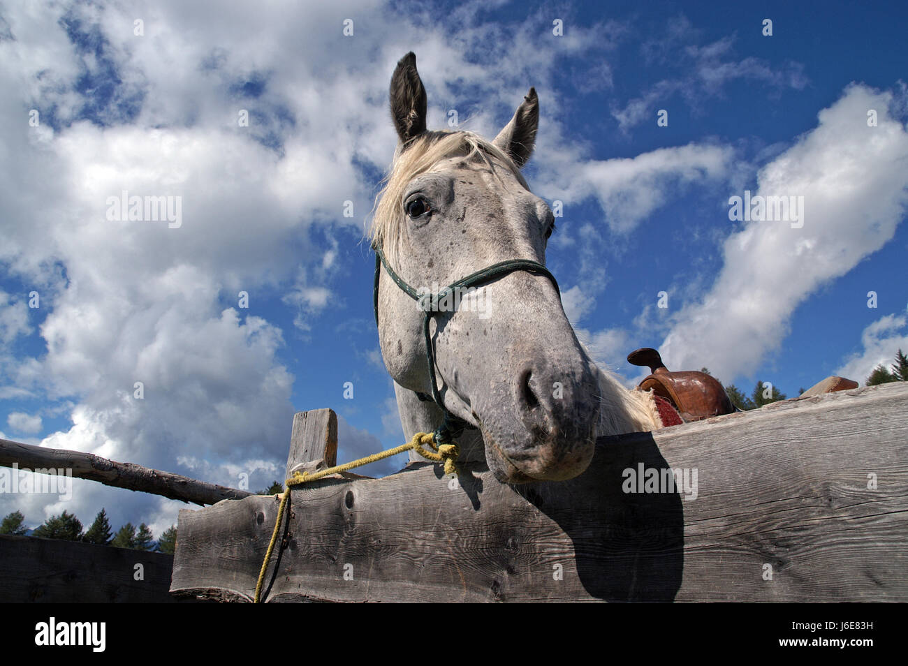 Cavallo guardando sopra la palizzata 2 Foto Stock