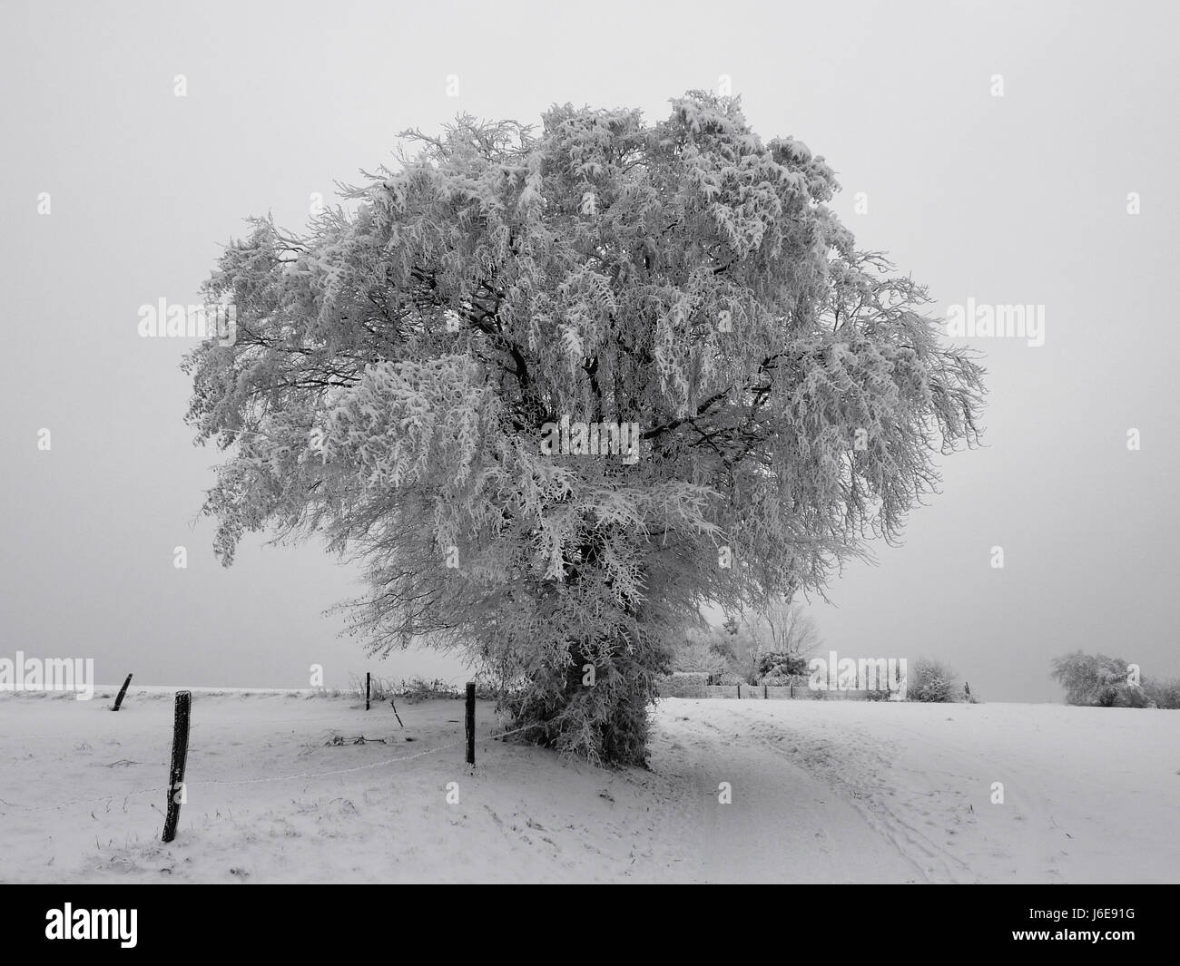 Paesaggio invernale si blocca ad alto contrasto solo neve lonely grigio grigio inverno ad albero Foto Stock