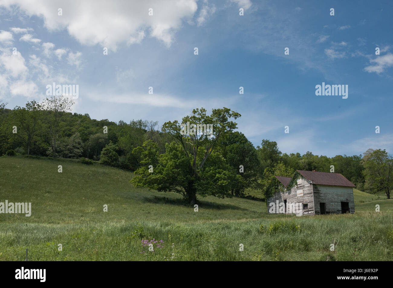 Edificio abbandonato in Virginia rurale accanto a una grande quercia Foto Stock