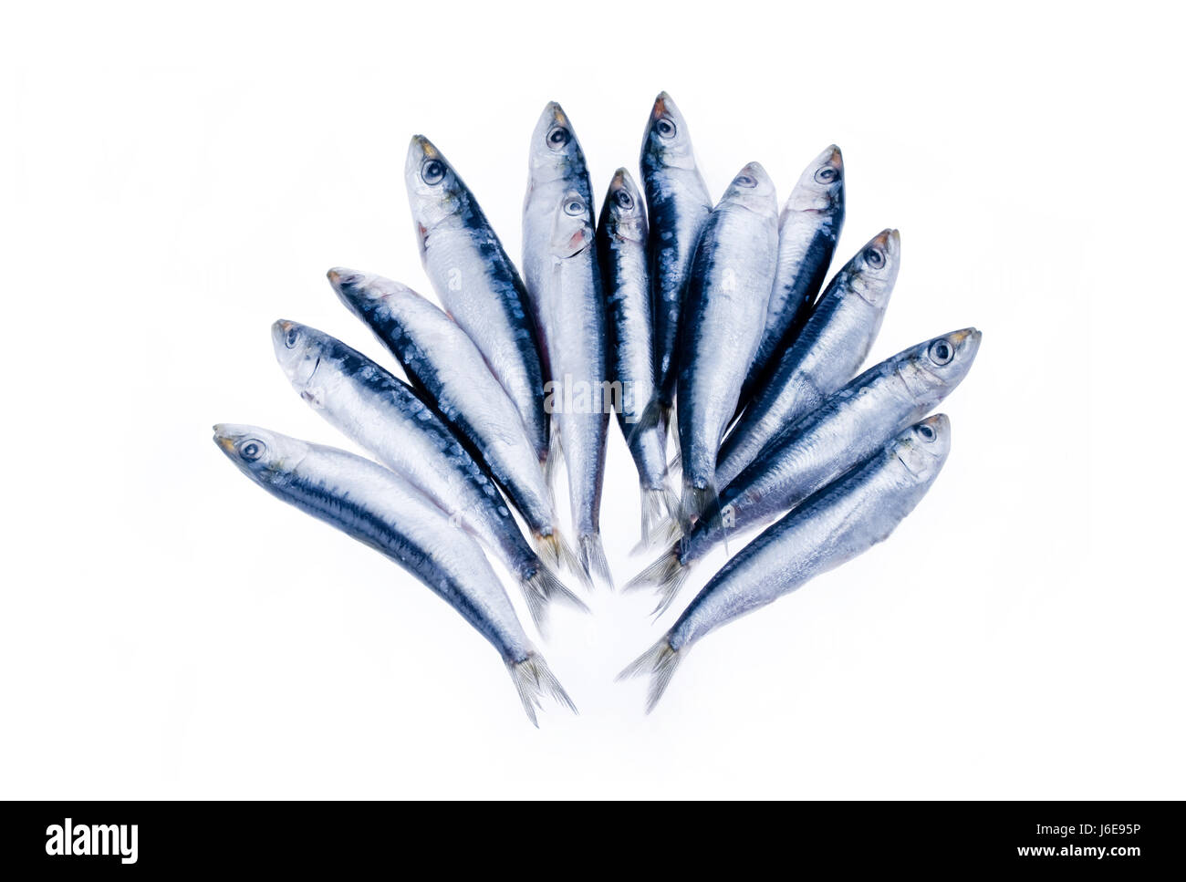 Cibo aliment freschezza del pesce crudo dolce sardina acqua salata oceano mare acqua freschi Foto Stock