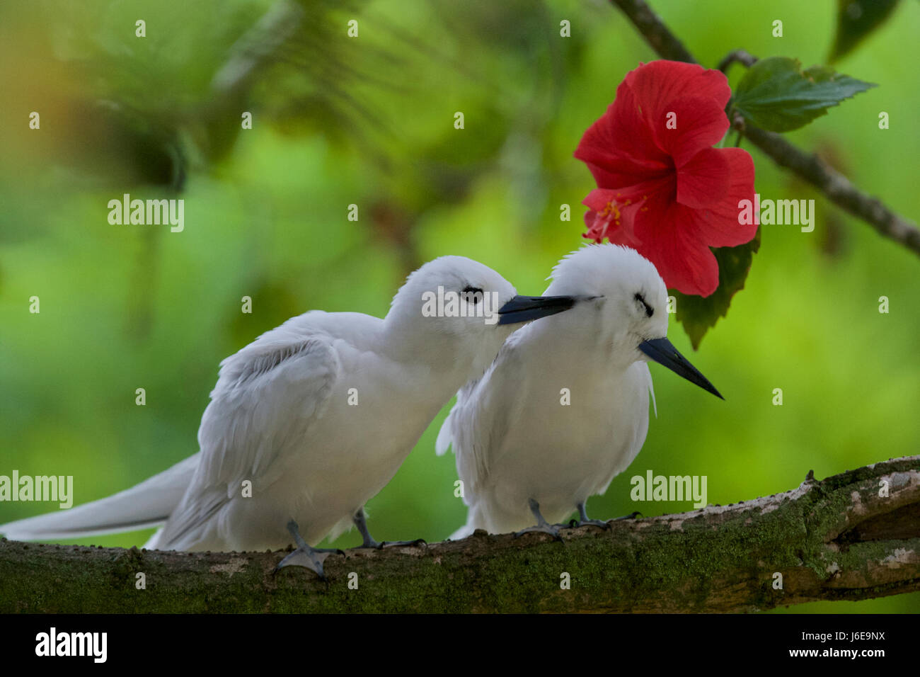 Bianco (tern Gygis alba), Hawaii, Midway, atollo di Midway Foto Stock