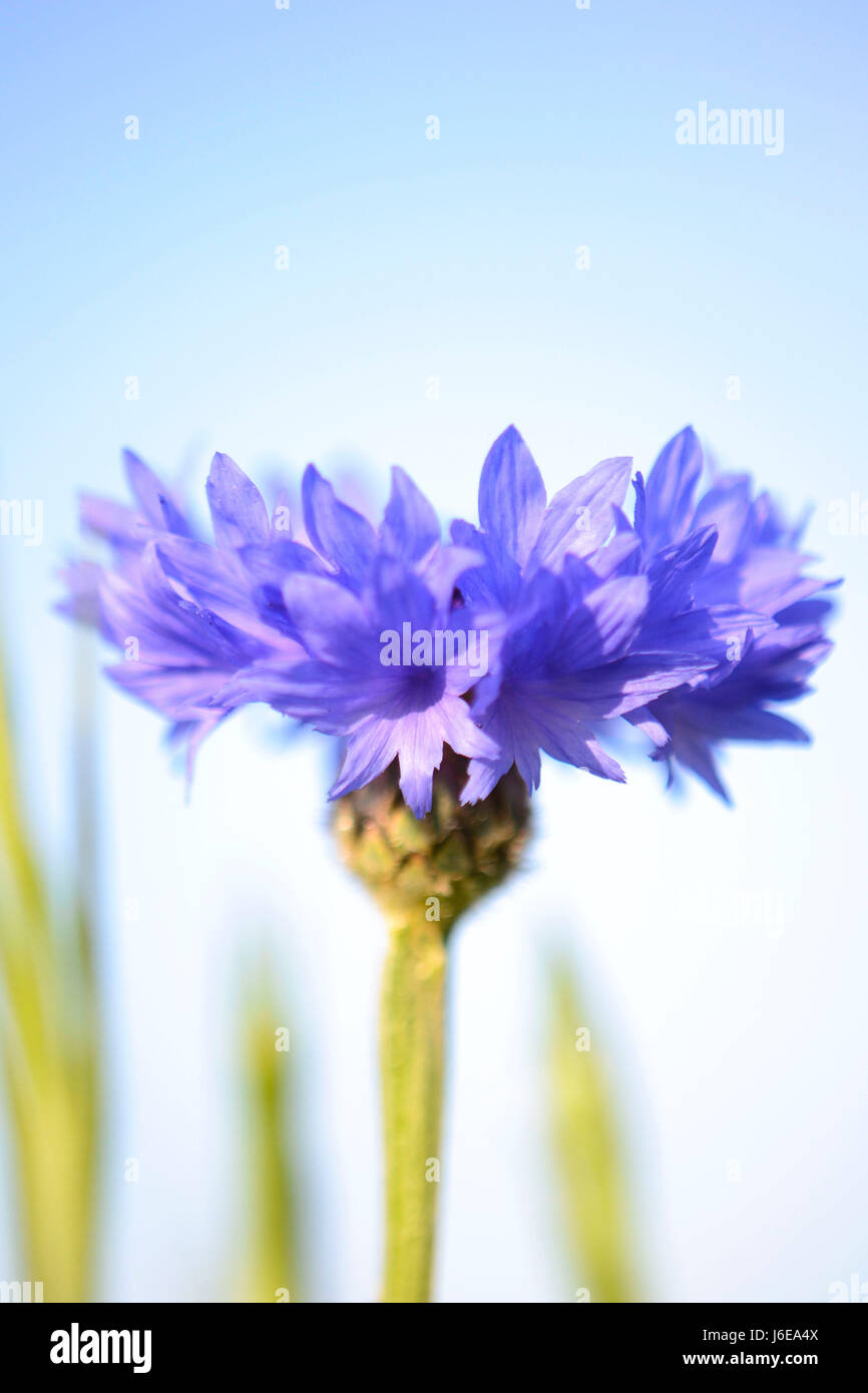 Fiordaliso fiore che sboccia in un brillante sole di mattina, con alte erbe verde e luminoso cielo blu in soft focus in background. Foto Stock