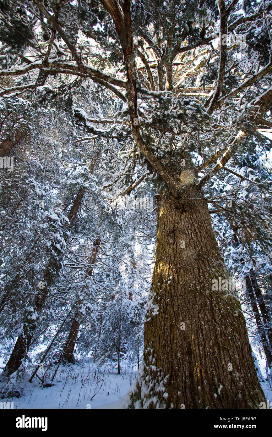 Blue Tree alberi freddo inverno turismo fir fresca neve blue tree alberi freddo inverno Foto Stock