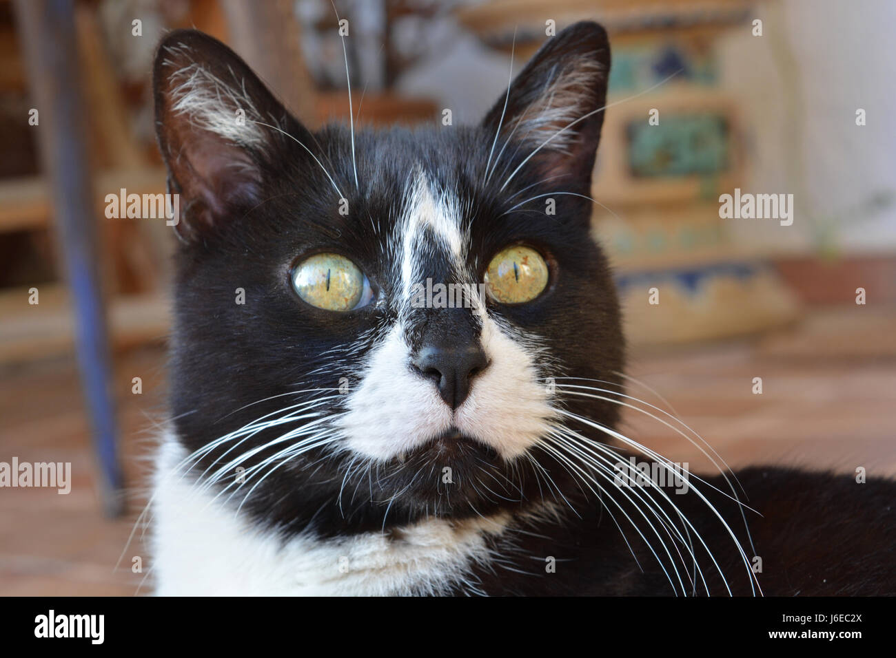 In bianco e nero, giallo eyed cat, fissando Foto Stock