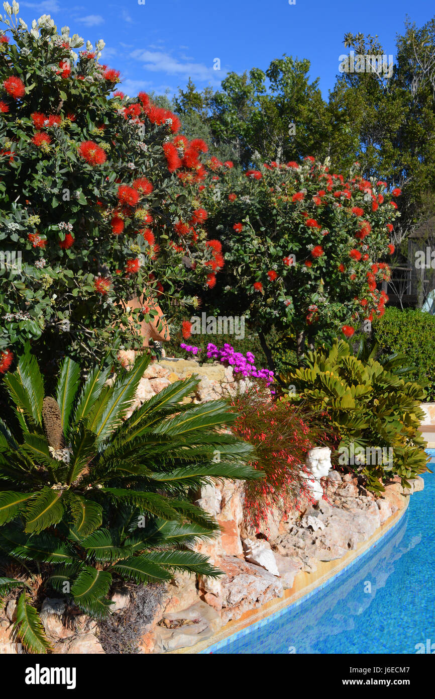 Rockery colorato a bordo piscina, con grevillea in fiore Foto Stock