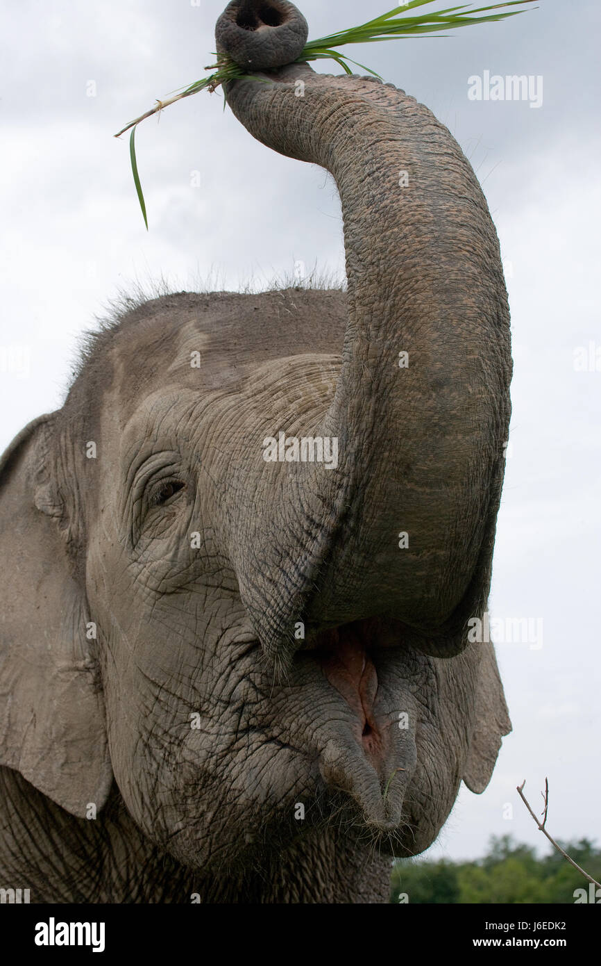 Ritratto di un elefante Asiatico. Indonesia. Sumatra. Modo Kambas Parco Nazionale. Un eccellente illustrazione. Foto Stock