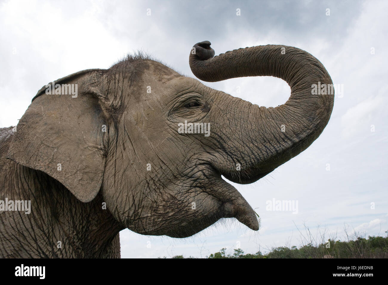 Ritratto di un elefante asiatico. Indonesia. Sumatra. Way Kambas National Park. Foto Stock