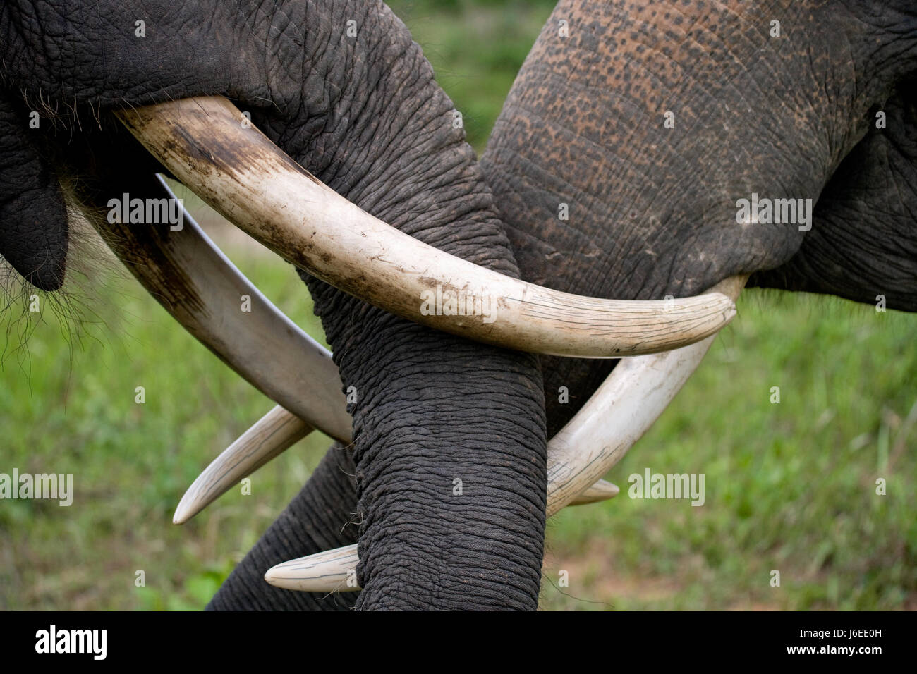 Le zanne e il tronco dell'elefante Asiatico. Molto vicino. Indonesia. Sumatra. Un eccellente illustrazione. Foto Stock