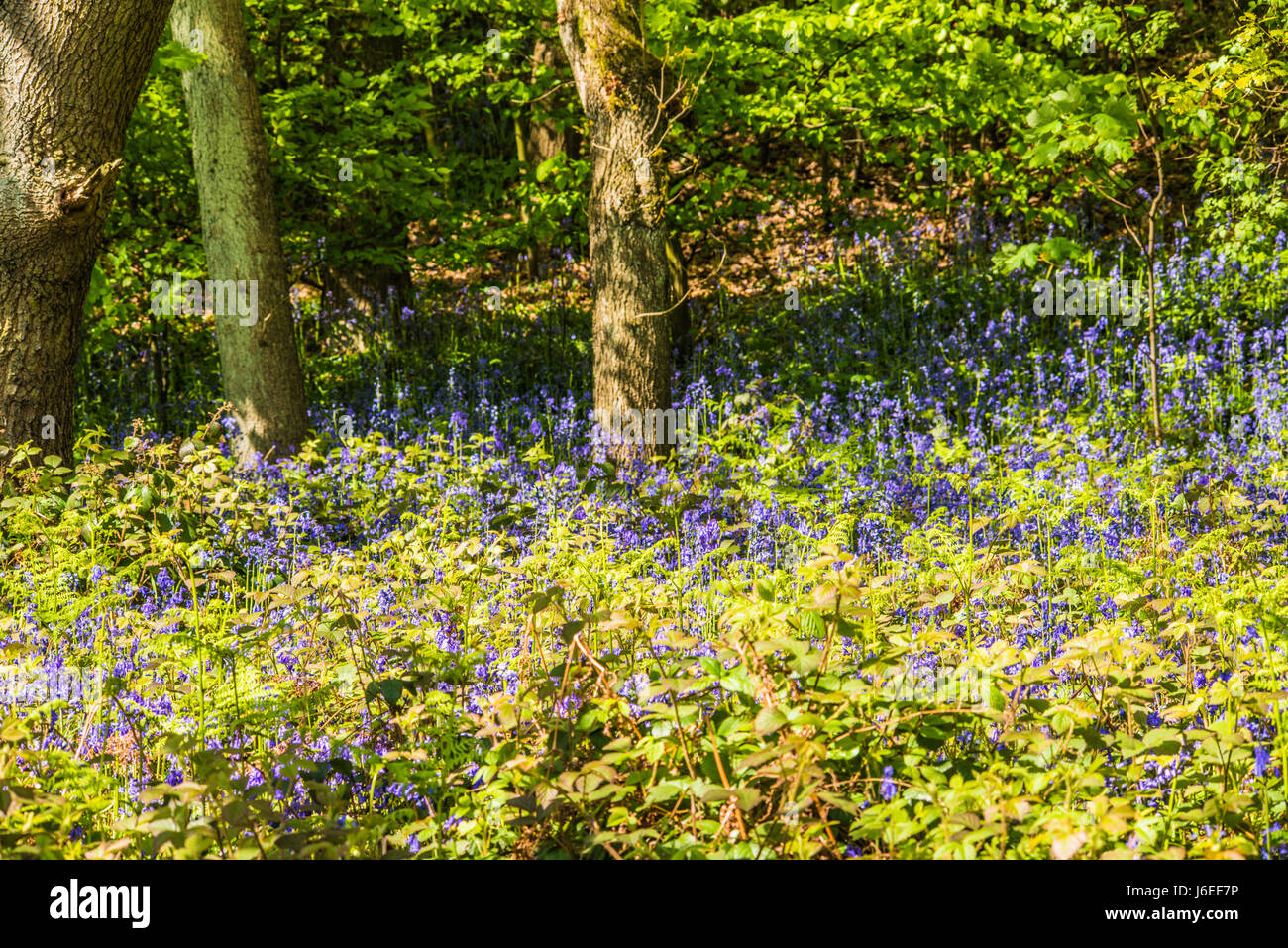 Tappeto di Blue Bells nei boschi Yorkshire Inghilterra Ray Boswell Foto Stock